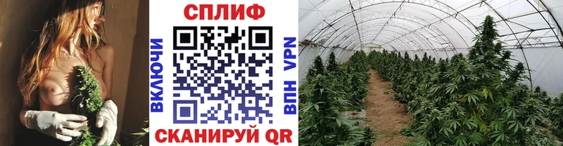 shop телеграм  Тихорецк  Бошки марихуана тримм 